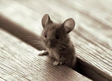You look down and see one of your ears on the floor. As you reach to pick it up, a little mouse pops out and snatches your ear and tries to run away!